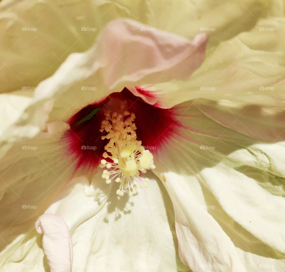 beautiful flower
