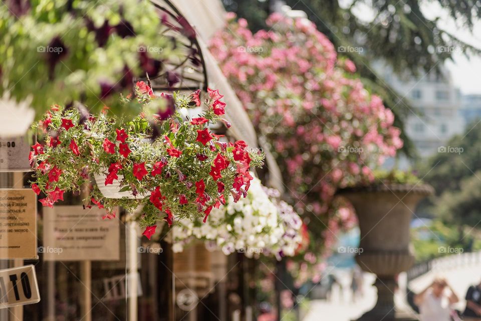 plants in city streets