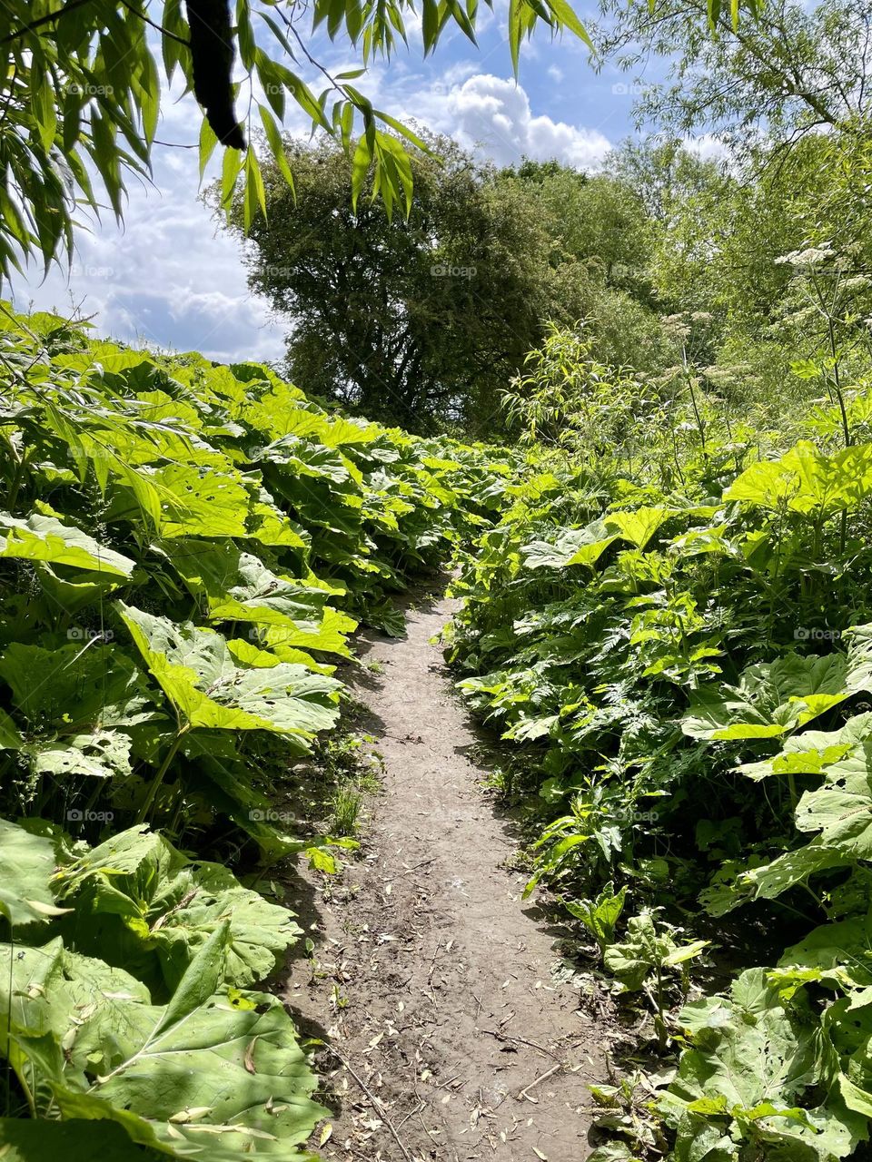 Green plants growing in abundance at a local riverbank they are so tall I cannot see the river 😂