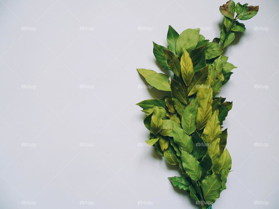High angle view of green leaf