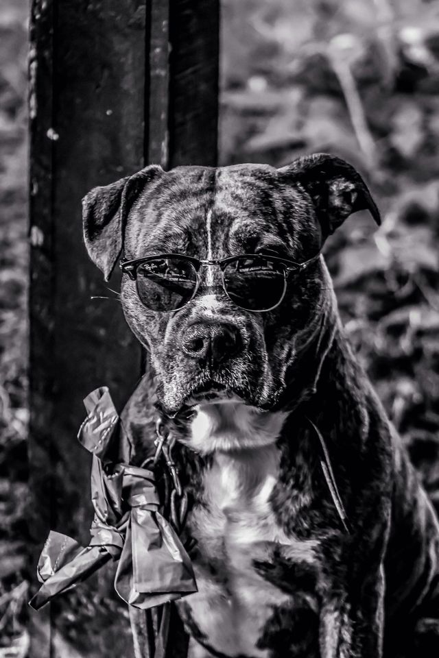 Coffee the dog