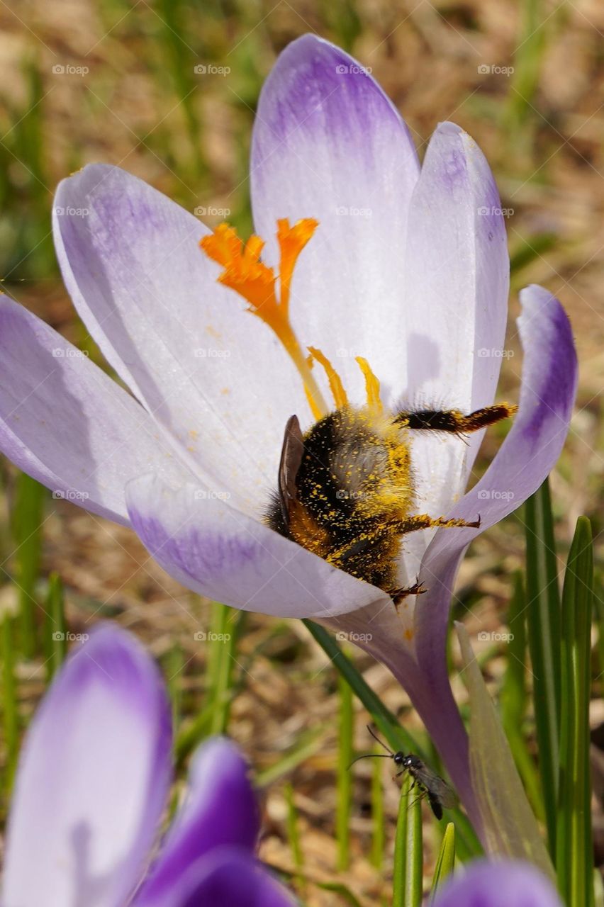 Bumblebee in crocus flower