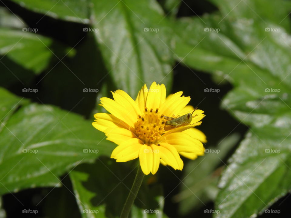 the last grasshopper