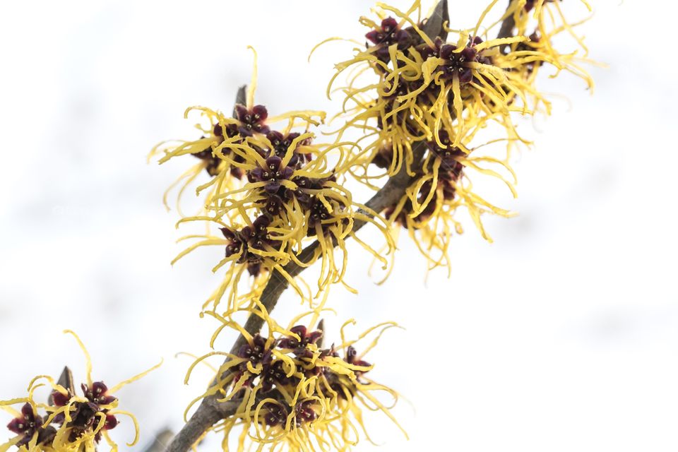Yellow blooming witch hazel flowers in early spring 