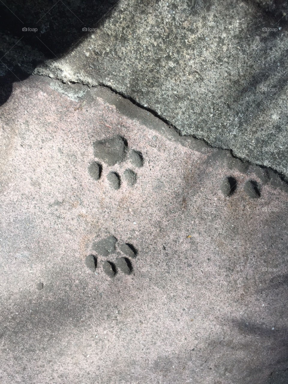 Cat paws 
