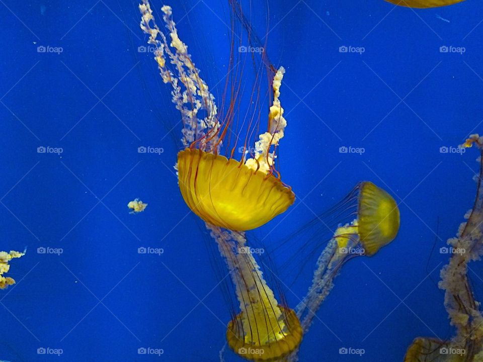 Jellyfish Falling