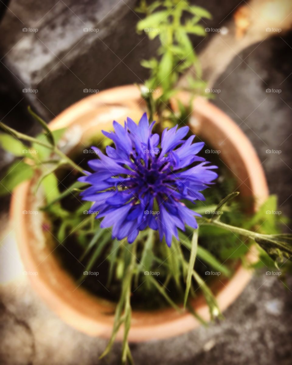 Purple blue button wild flower in pot close up  
