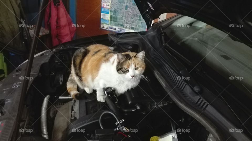 Kitten on a warm engine