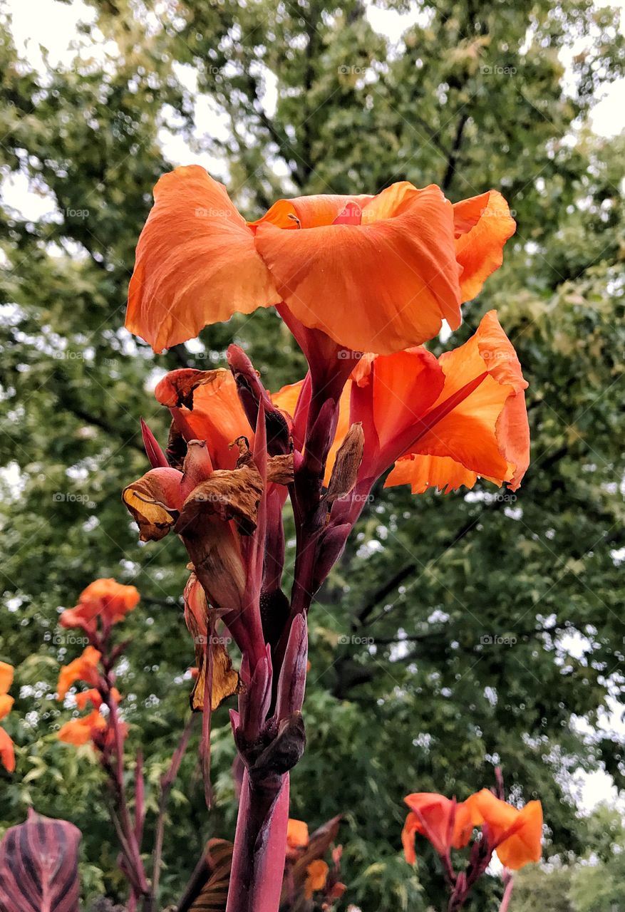 Fall flowers