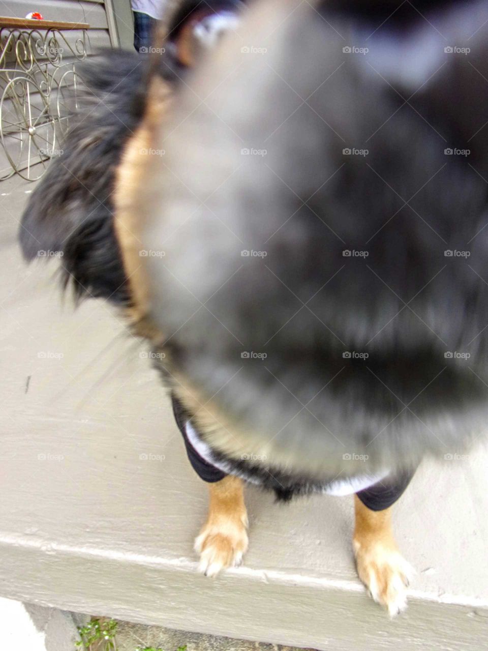 Puppy inspects the camera
