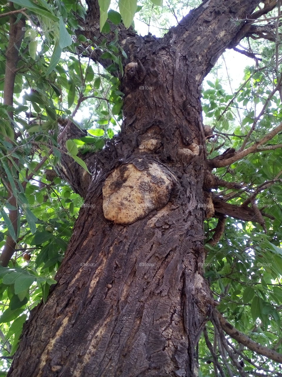Natural art in tree