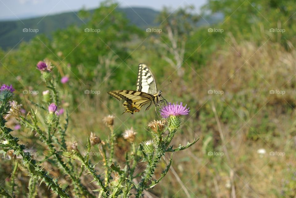 Butterfly on flower