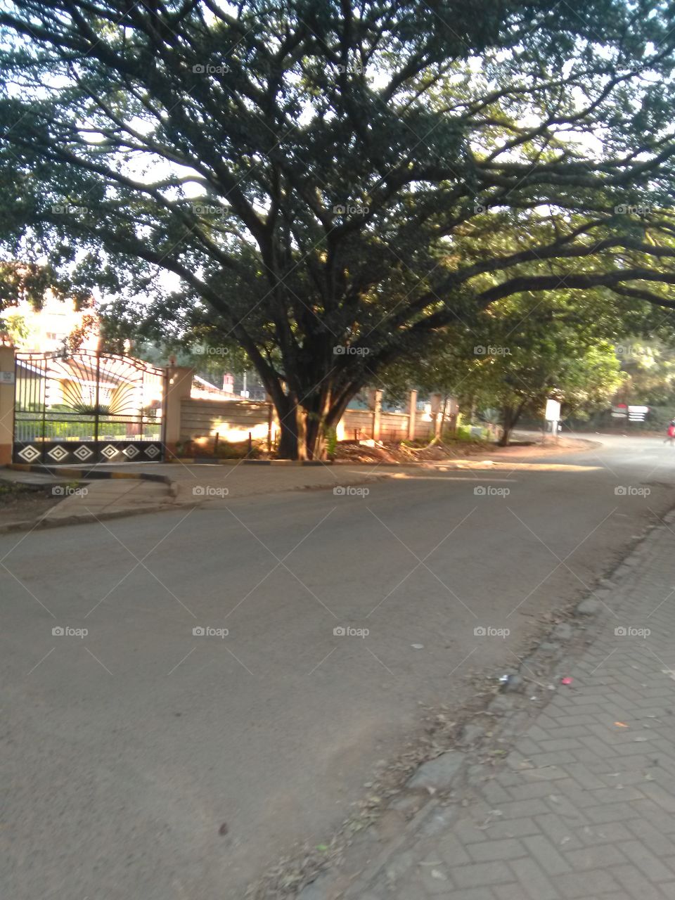 This is a canopy formed by an indigenous tree in Westlands which is a Nairobi City surburb in Kenya.