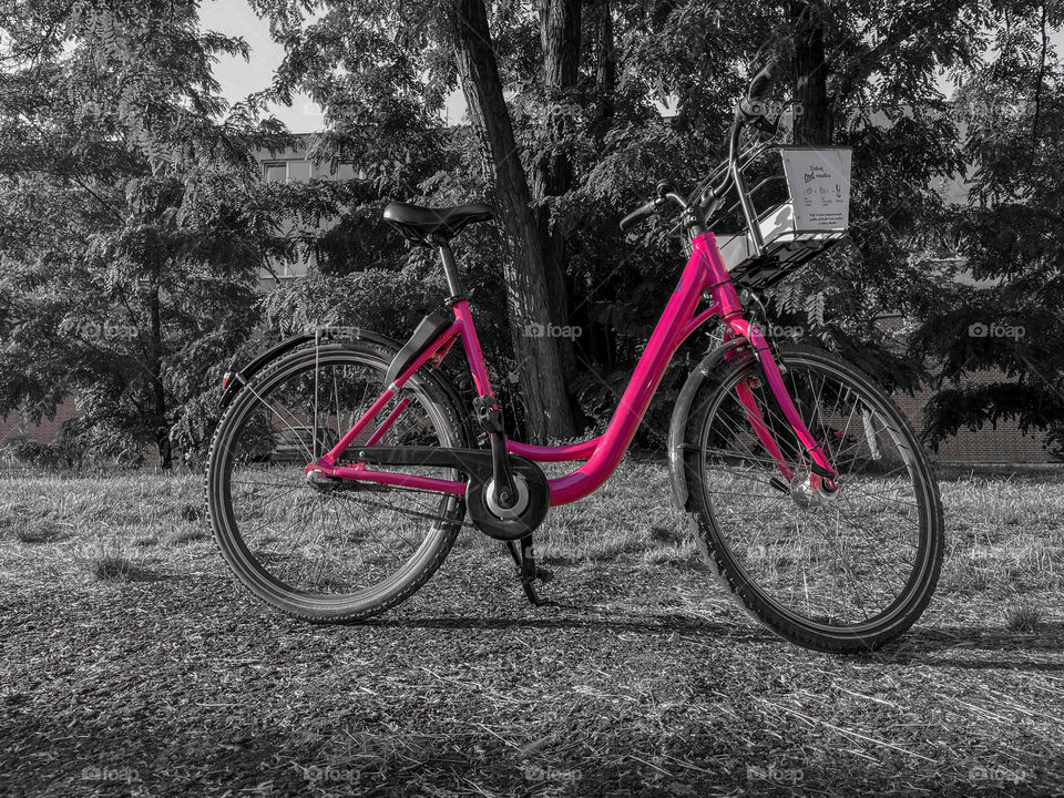 B&W with pink city bicycle.