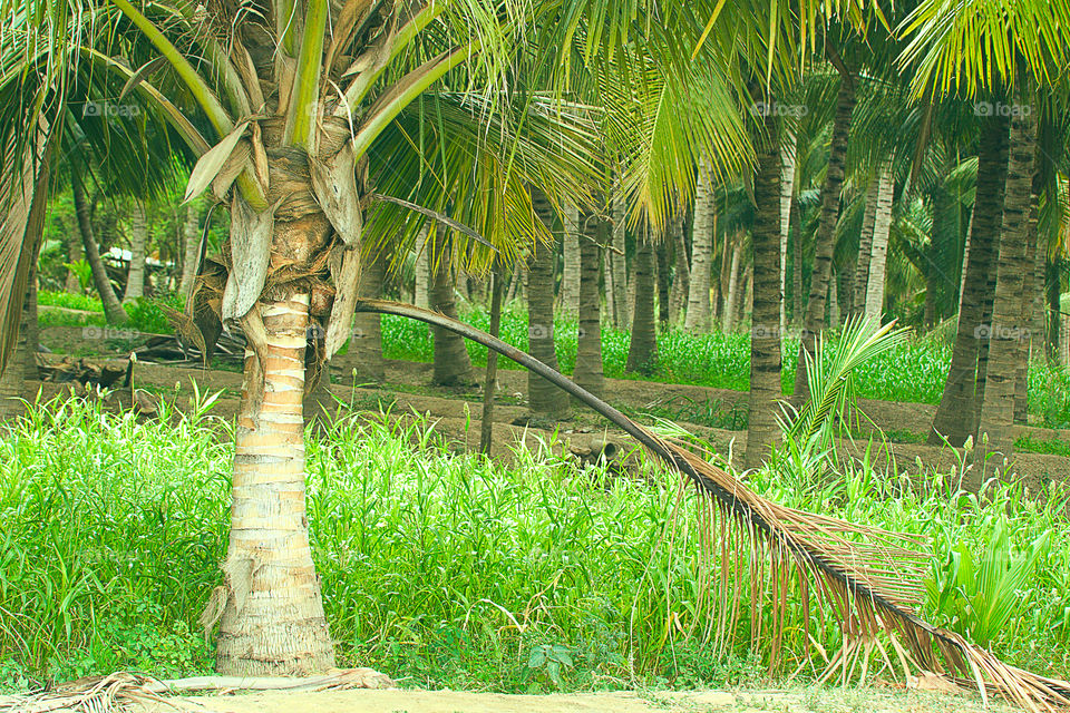lush green coconut plantation