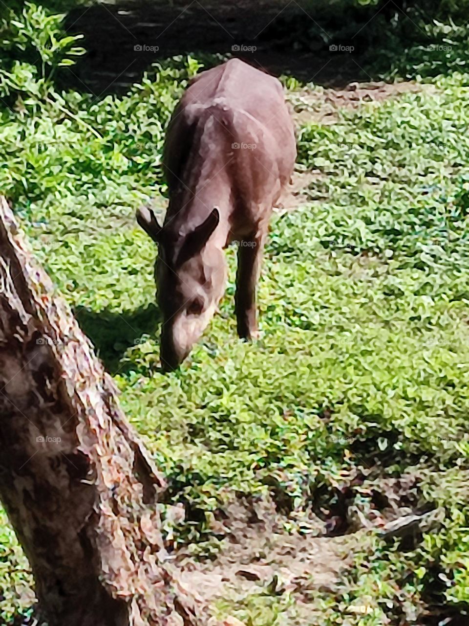 tapir , animaux , libre , zoo , brun