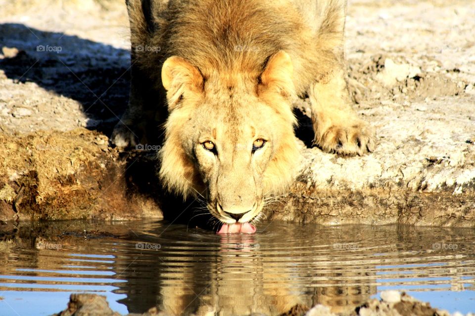 lion at waterhole