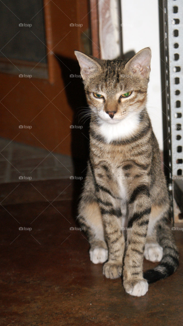 Angry little cutie pie kitten of my heart.