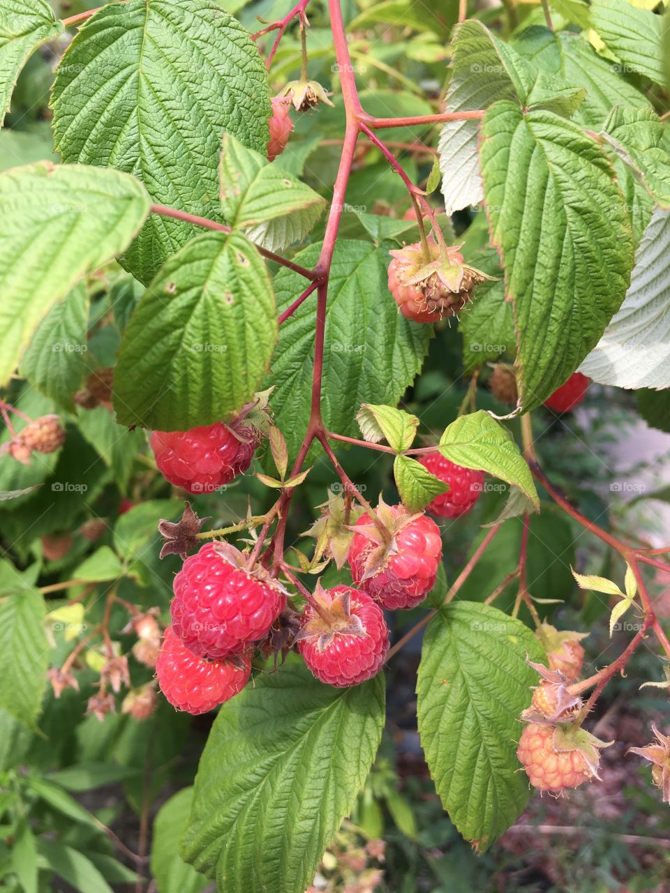 Home Grown Raspberries