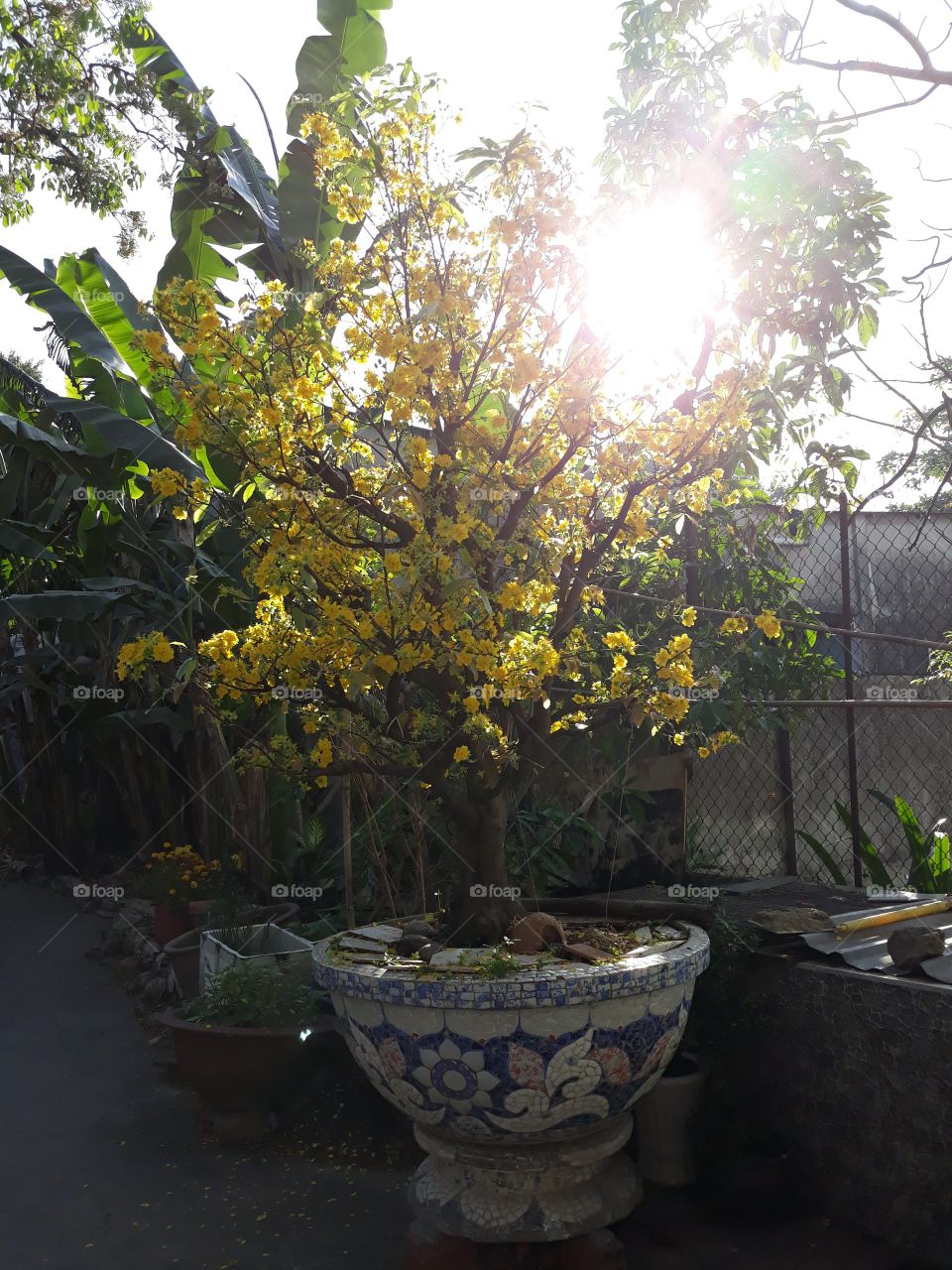 apricot in Tet Holiday