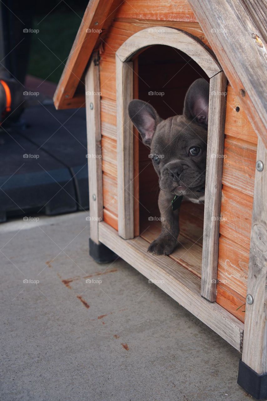 Family pet in the dog house 