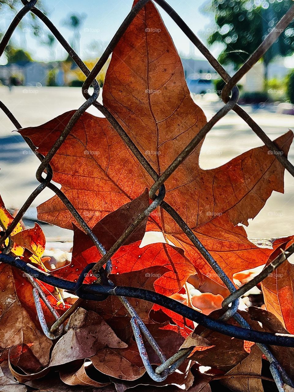 Fall Leaves Along Chainlink Fence