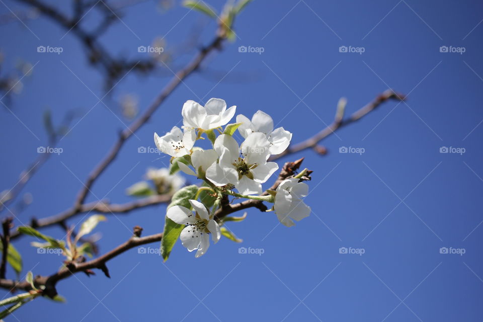 Apfelblüte Apfelbaum
