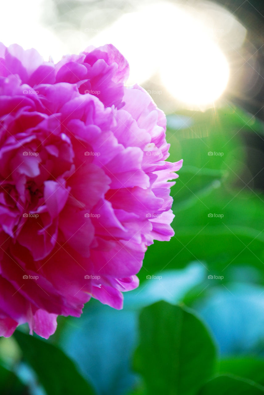 Pretty in Pink Peony