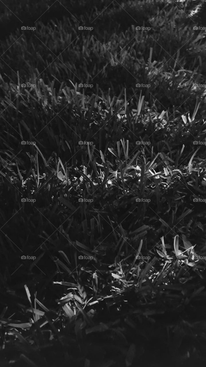 beemed grass grayscale