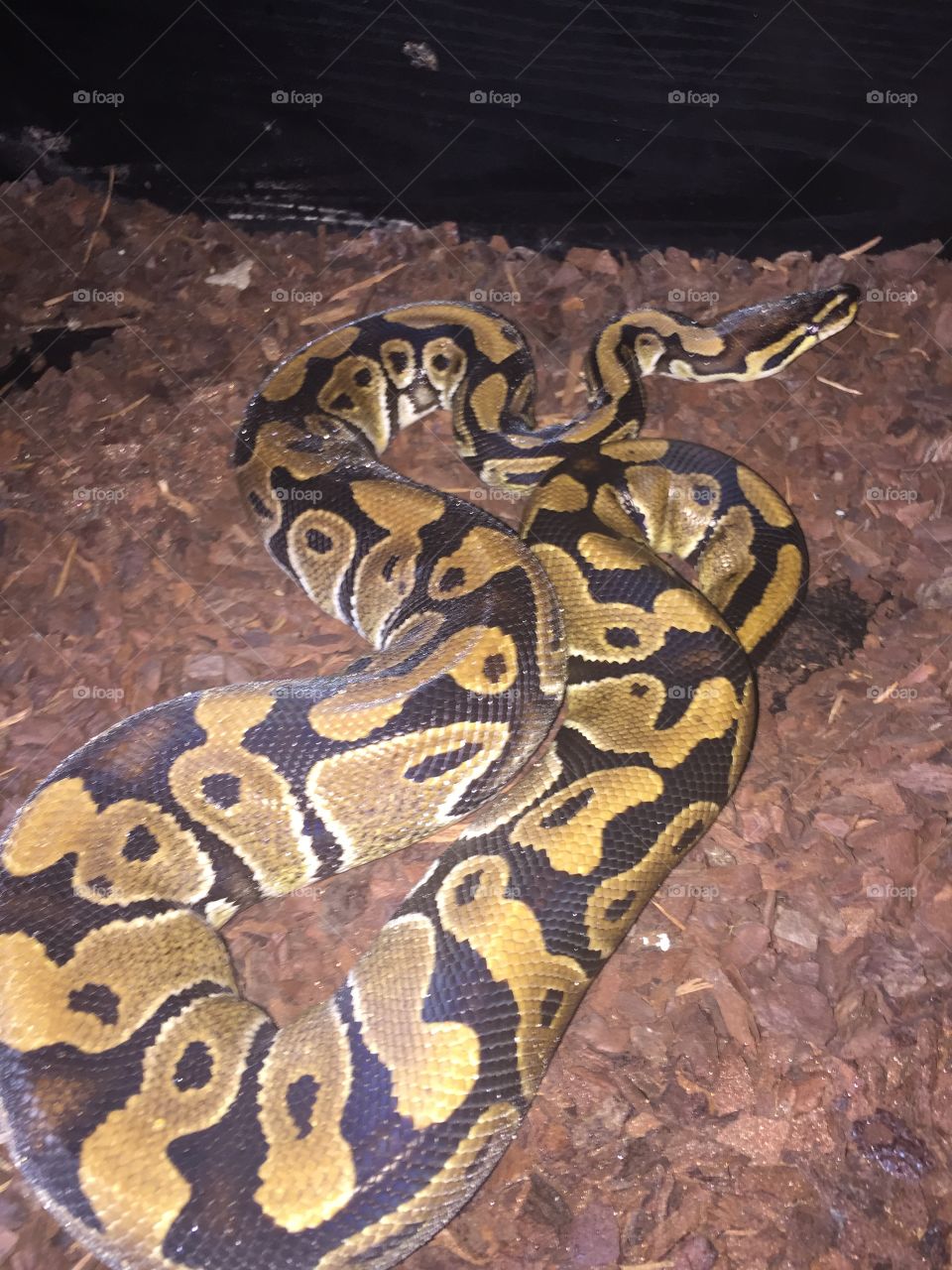 Royal python