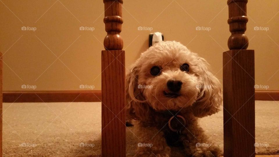 Cute pic of teacup poodle sitting at the top of the stairs watching as people come up.