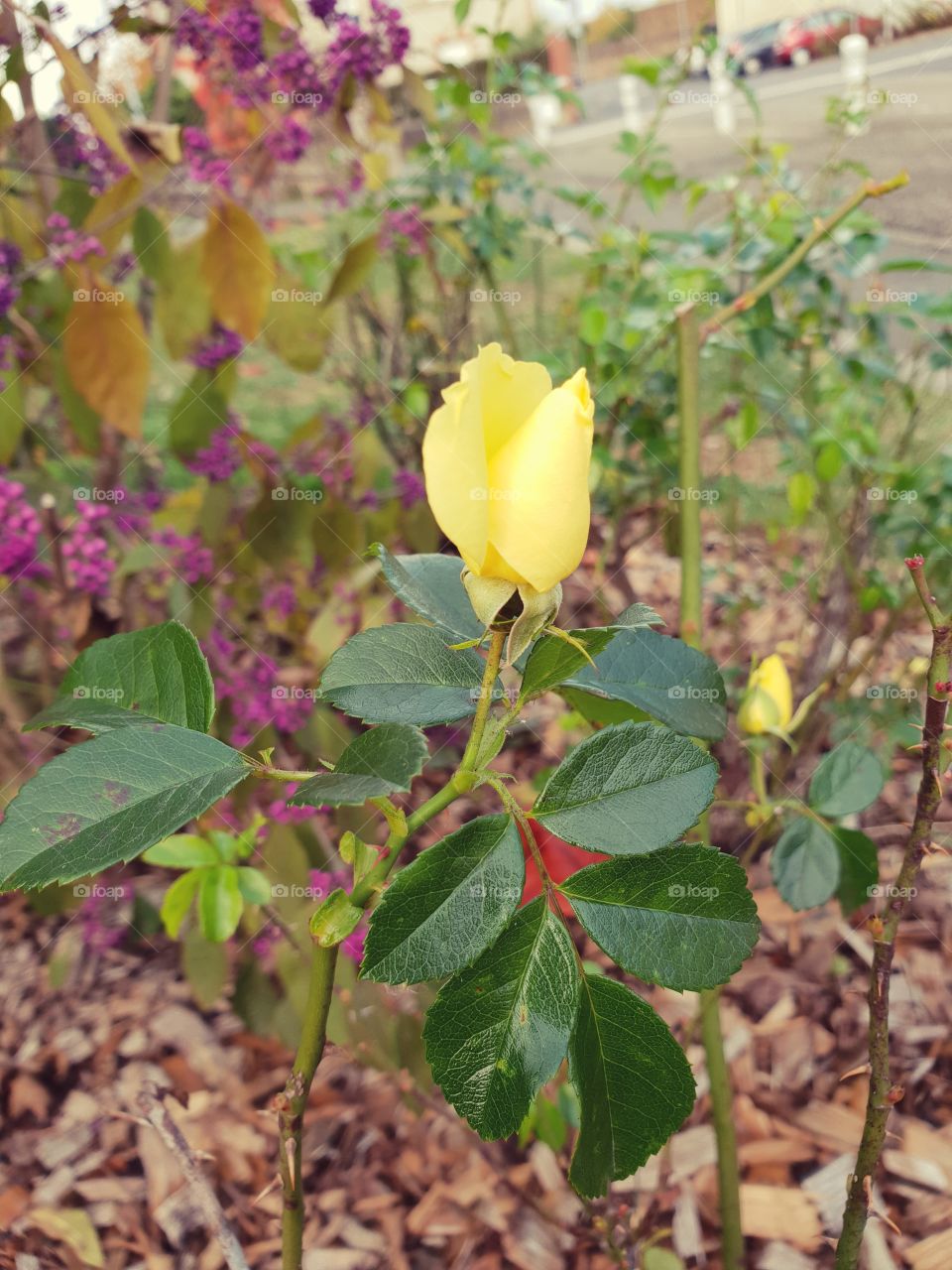 цветок роза желтая