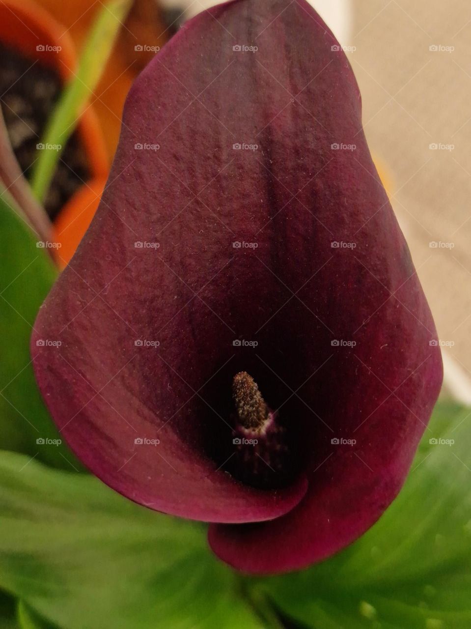 Zantedeschia plant