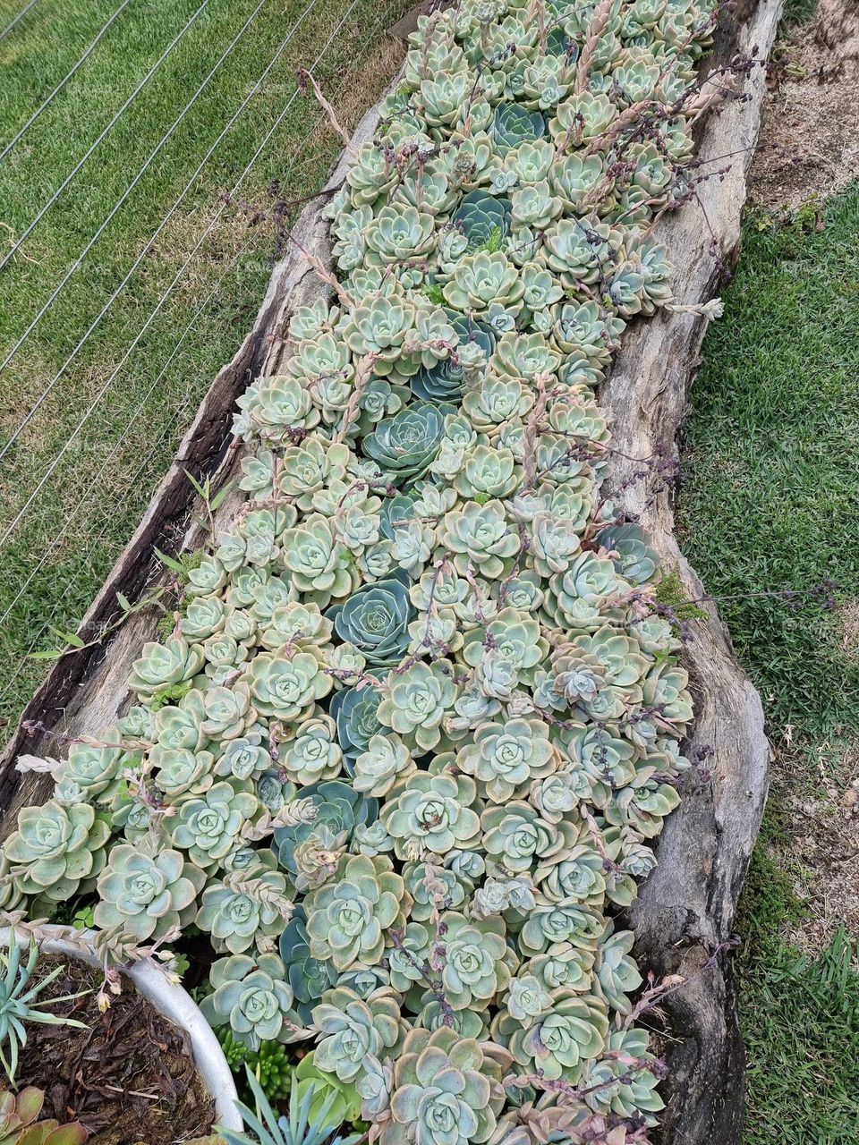 succulent garden