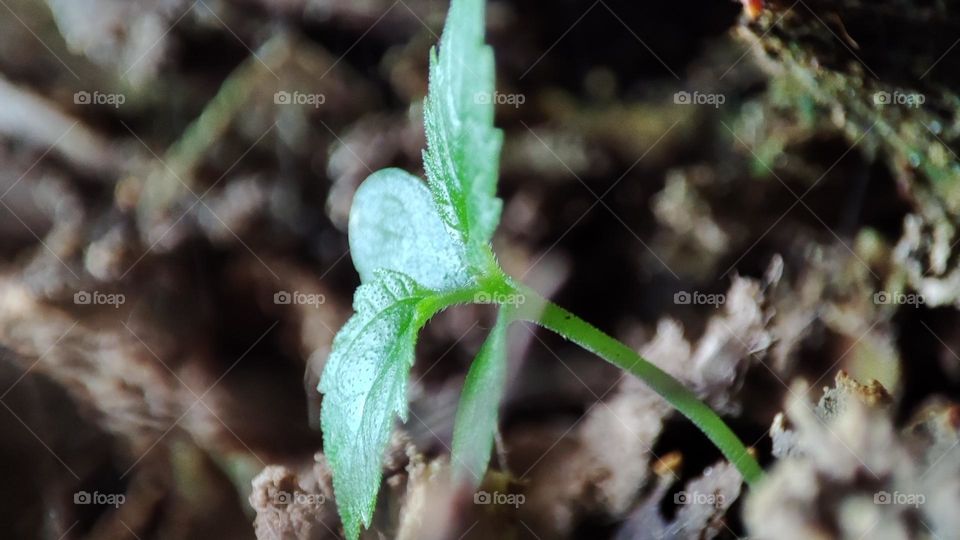 Plant growing out of dirt in tree