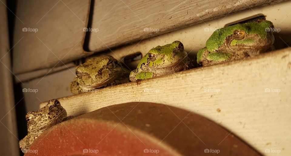 Tree Frogs !!