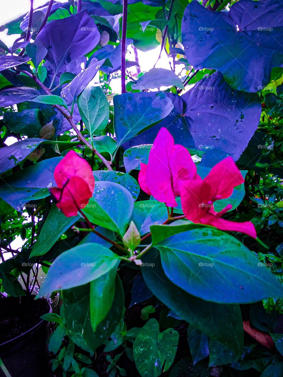 red flowers blooming in the yard