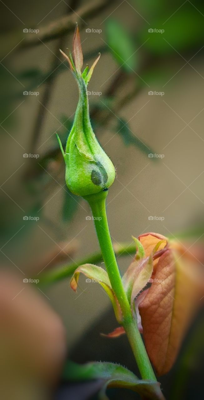 In this photo I captured a beautiful blooming bud of rose, macro photography
