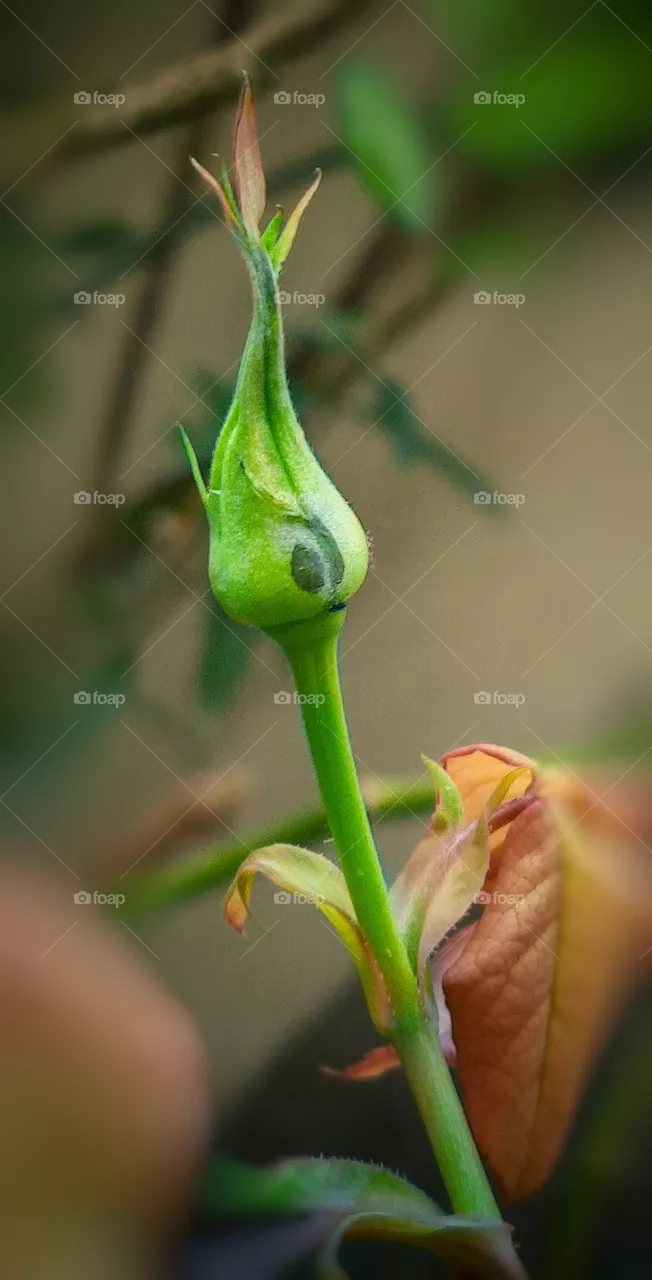 In this photo I captured a beautiful blooming bud of rose, macro photography