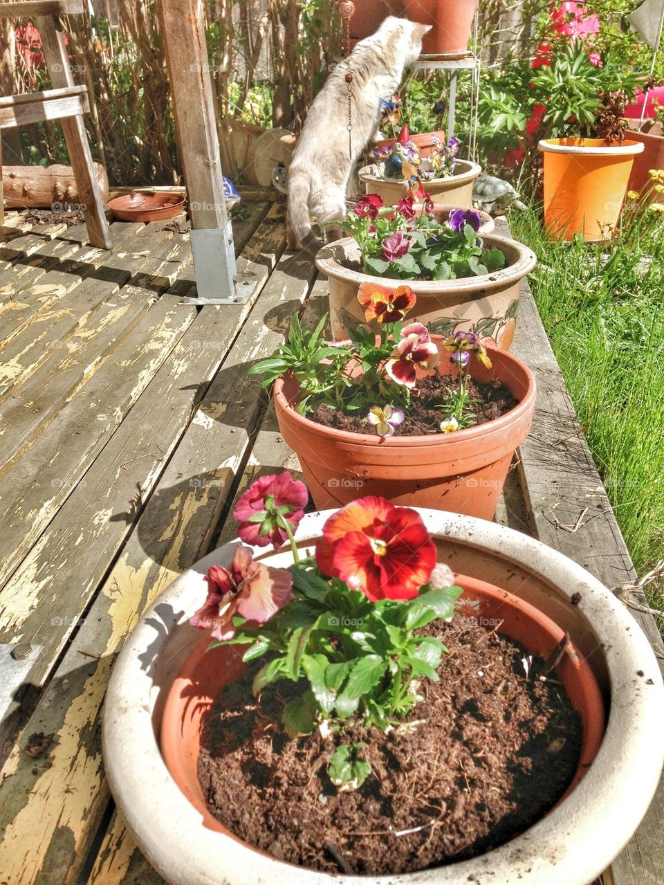 pansies inspecting cat