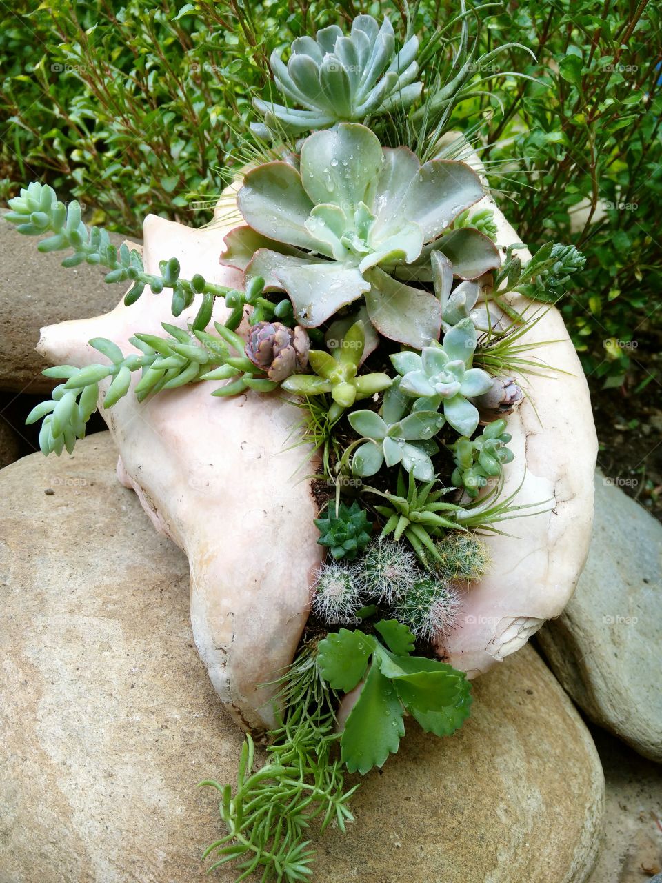 Sea Shell Succulent Arrangement