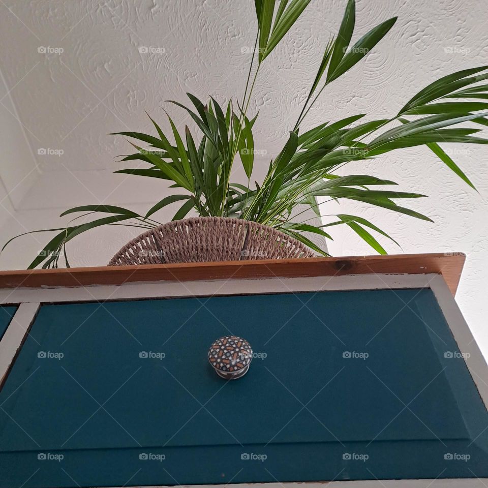 looking upward at chest of draws up to a green plant