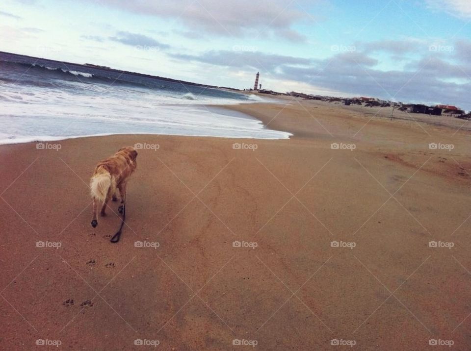 Golden retriever at the beach