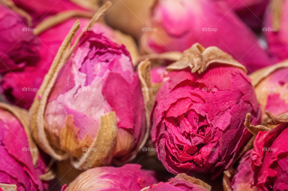 close-up of dried rose buds
