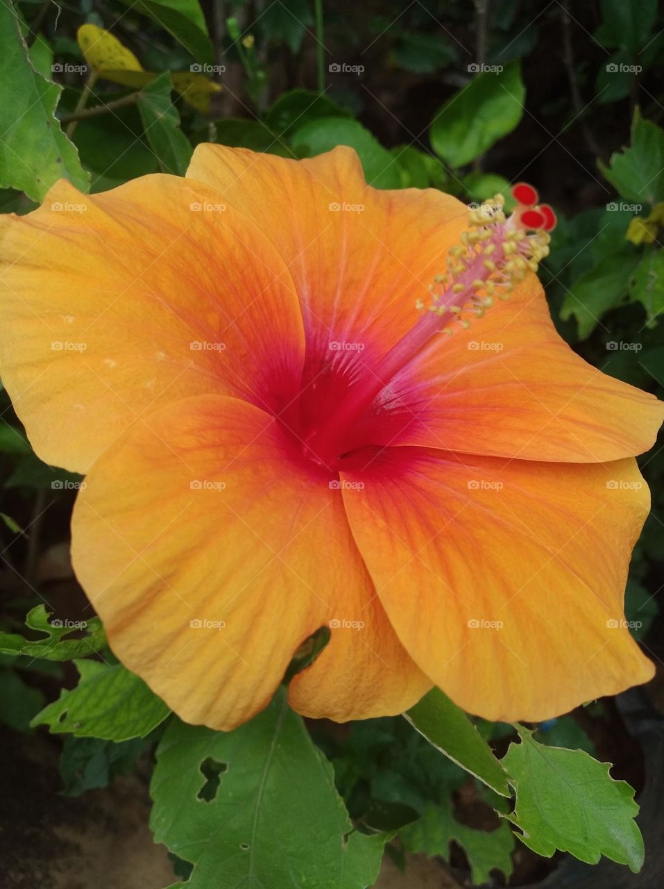 orange colour flowers seasonal fresh shurb small size looks very beautiful generally found everywhere