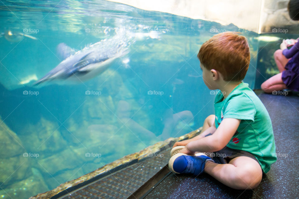 Penguin swimming 