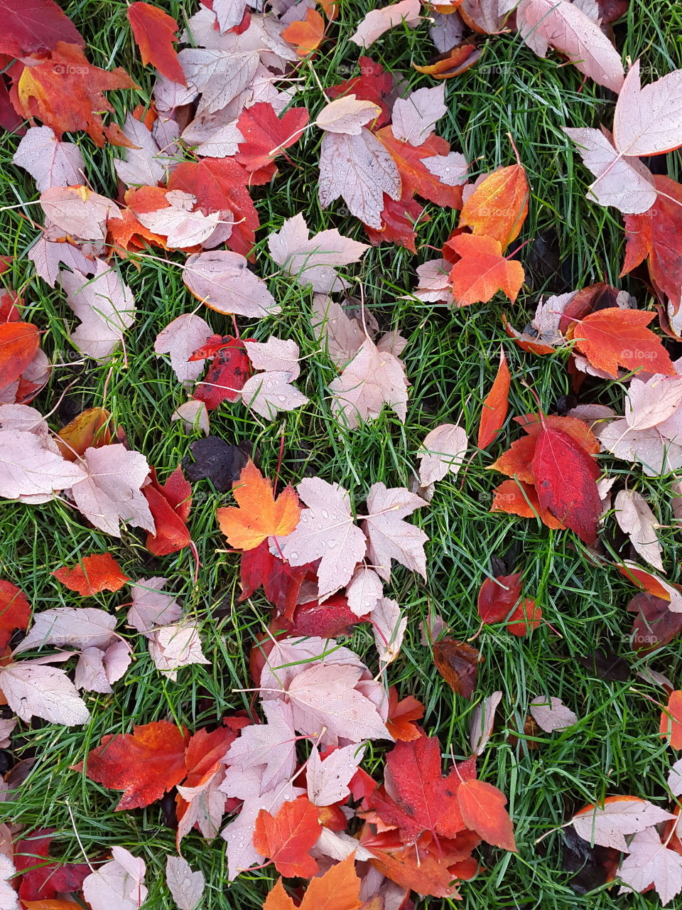 fallen maples colour the morning grass