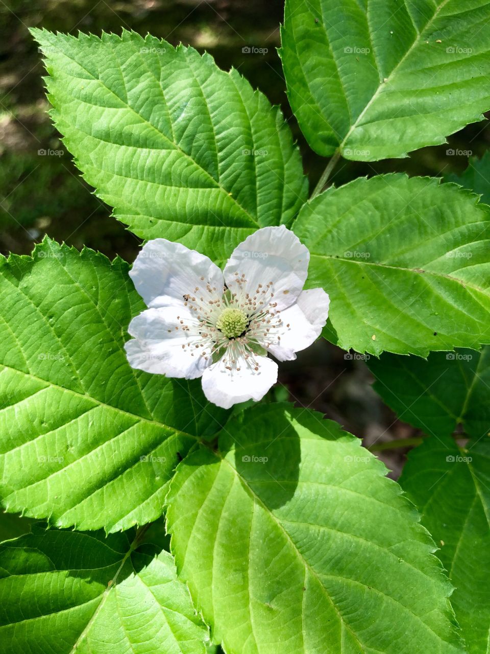 Newly opened blackberry blossom closeup 