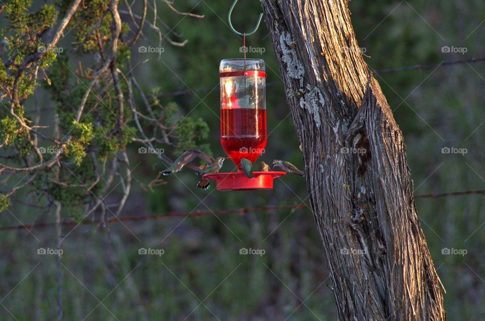 Humming bird's eat 