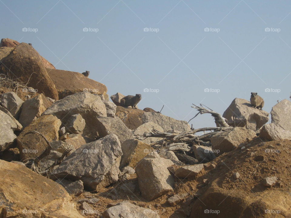 Dassies on the rocks in Botswana